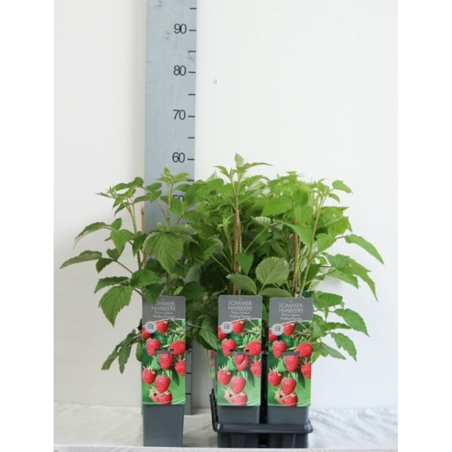 Hallon – Rubus idaeus 'Malling Promise' - C2 30-40 CM